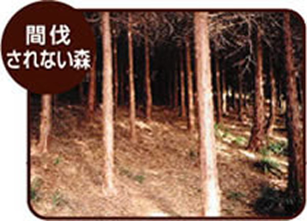 間伐されない森